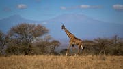 Im Amboseli Nationalpark in Kenia. (Bild: AP)