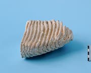 Der mindestens 30 000 Jahre alte Mammutbackenzahn wurde in 20 Metern Tiefe im eiszeitlichen Kiesschotter entdeckt. Er misst 20 Zentimeter. (Bild: PD)