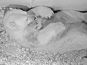 Das vom Tierpark Berlin zur Verfügung gestellte Handout zeigt Eisbärin Tonja mit ihrem am 1. Dezember geborenen Jungtier. (Bild: Keystone/DPA Tierpark Berlin/---)