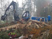 Aufräumarbeiten im Schluchwald bei Stein AR. Der Sturm «Vaia» hat in den Wäldern Appenzell Ausserrhodens Ende Oktober grosse Schäden verursacht (Bild: Kanton Appenzell Ausserrhoden)