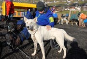Yanick verwöhnt einen Husky mit Streicheleinheiten. (Bild: Christiana Sutter)