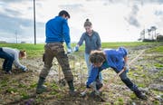 Gemeinsame Pflanzaktion der Pro Natura und Einwohnern von Langrickenbach am Mülibach. (Bild: Andrea Stalder)