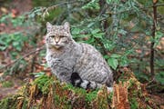 Wildkatzen sind äusserlich kaum von Hauskatzen zu unterscheiden. (Bild: Getty)