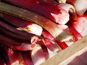 Oxalsäure in Rhabarber ist für den Verzehr eher ungünstig, als Antioxidationsmittel aber eine interessante Alternative für die Lebensmittelindustrie. (Bild: Andreas Hamm/ flickr CC BY-SA 2.0)