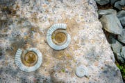 Fossilien, Pflanzenabdrücke, Knochen und weitere Spuren laden zum Entdecken ein.