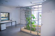 Die neue Wildvogelpflegestation im Naturmuseum steht seit Ende September leer. (Bild: Claudio Heller)