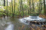 Wasser sprudelt in eine Wasserstelle der Trinkwasserproduktion in den «Langen Erlen» bei Basel. (Bild: Christian Flierl)