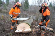 Die Forstwarte Stefan Tönz (links) und Thomas Zahner haben eine Esche gefällt. Der Baum dürfte etwa 35 Meter hoch und zwischen 80 und 100 Jahre alt gewesen sein. (Bilder: Philipp Stutz)