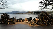 Ins Alter gekommen: Am Schweizerhof- und Nationalquai in Luzern ersetzt die Stadt neun Kastanienbäume. (Leserbild: Walter Buholzer, 3. Dezember 2018)