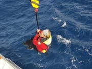 Solo-Seglerin Susie Goodall ist nach einem Sturm in Seenot geraten. Nun konnte sie gerettet werden. (Bild: Keystone/EPA/CHILEAN NAVY HANDOUT)