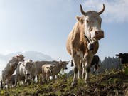 Wenn den Kühen die Hörner entfernt werden, so kann das gemäss einer Studie chronische Schmerzen sowie Überempfindlichkeit auslösen. (Bild: KEYSTONE/ARNO BALZARINI)