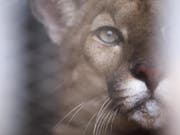 Mit GPS getrackt: Ein Puma hat bei Los Angeles mehrmals die Autobahnen unterquert. In den schweren Waldbränden ist er verendet. (Bild: KEYSTONE/EPA EFE/JOEDSON ALVES)