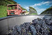Vom guten Wetter begünstigt: Im Kanton St. Gallen wurden 2018 rekordhohe Erträge registriert. (Bild: Jil Lohse)