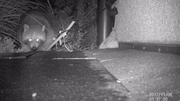 Zufällig vor die Linse gekommen: Ein Waschbär in Weggis im Kanton Luzern. (Bild: Andreas Zwimpfer/PD)