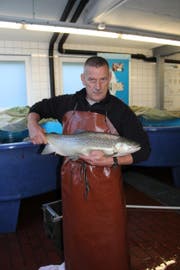 Eine kapitale Seeforelle in der Fischzuchtanlage Flüelen. (Bild: PD)