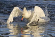 Ein Höckerschwan. (Bild: PD)