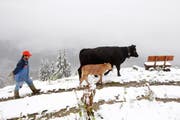Ein Bauer in Obersaxen treibt eine Mutterkuh mit ihrem Kalb auf die Weide. (Bild: Keystone/Arno Balzarini)