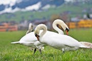 Schwäne auf der Allmend in Buochs. (Bild Corinne Glanzmann)