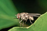 Der Wadenstecher (Stomoxys calcitrans) sieht aus wie eine Stubenfliege, besitzt aber einen zugespitzten Stechrüssel. (Bild: Getty)