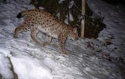 Dieser Luchs tappte am 31. Januar 2009 in Isenthal in eine Fotofalle. (Archivbild pd)