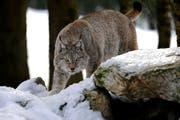 Nun soll ermittelt werden, wie viele Luchse im Kanton Uri leben. (Bild: KEYSTONE/Dominic Favre)