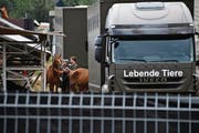Im Sommer machte der «Fall Hefenhofen» Schlagzeilen. (Bild: Manuel Nagel (Hefenhofen, 8. August 2017))