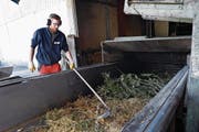 Von Hand und mit einem Rechen sortiert ein Mitarbeiter der Allmig die Grünabfälle (grosses Bild). Am Schluss des Kreislaufes entsteht fertige, frische Gartenerde (Bild rechts oben). Thomas Meierhans (links), Leiter der Allmig, und Michael Müller (rechts), Mitglied der Geschäftsleitung der Alfred Müller AG, erklären den Ablauf der Anlage (Bild rechts unten). (Bilder: Werner Schelbert (Baar, 21. April 2017))