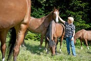 Wichtiges finanzielles Standbein für den landwirtschaftlichen Betrieb: die Pferdepension. (Bild Maria Schmid)