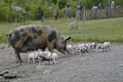 Muttersau Heidi und ihr Nachwuchs im Haustierpark.