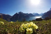 Blick auf den Urnersee "Weg der Schweiz" von Seelisberg nach Flüelen. (Bild: von Allmen Paul)