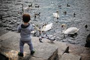 Es gehört bei vielen Familien einfach dazu, obwohl es den Tieren nicht gut tut: das Entenfüttern. (Bild: Stefan Kaiser (Zug, 5. April 2016))