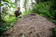 Revierförster Martin Filli ist fasziniert von den Ameisen im Äschwald. (Bild: Manuela Jans / Neue LZ)