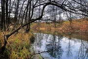Ganz nah am Wasser: der Lorzenuferweg im Gebiet des Gibelwäldlis. (Bild Stefan Kaiser)