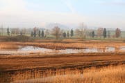Vom Beobachtungsturm aus sieht man über die Moorlandschaft (Bild: Leserin Irene Wanner)