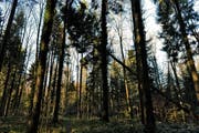 Gemäss neuem Richtplan soll Holz vermehrt als lokale nachhaltige Wärmequelle genutzt werden. (Bild: Nadia Schärli / Neue LZ)