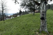 Das Immobilienunternehmen darf die Arealüberbauung Grossmatt/Oberdorf in Walchwil realisieren. (Bild: Werner Scherlbert)