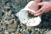 Fischhege: Kürzlich setzte der Fischerverein Reuss-Luzern 30'000 Forellenbrütlinge in der Reuss aus. (Bild: Boris Bügrisser / Neue LZ)