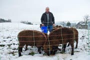 Auf dieser Weide auf dem Hundsrüggen geschah es: Werner Lisibach mit Schafen, die den Angriff überlebt haben. (Bild: Dominik Wunderli / Neue LZ)