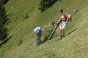 Teamarbeit im steilen Gelände: Im Vordergrund Peter und Luzia Scheuber, im Hintergrund Thomas und Vater Alois Achermann, ganz rechts Landwirt Ueli Achermann. (Bild: Richard Greuter / Neue NZ)