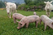 Nach einigen Startschwierigkeiten kommen die Tiere nun gut miteinander aus. (Bild: pd)