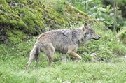 Kann der Wolf in Uri neben dem Menschen existieren? (Bild: Romano Cuonz)