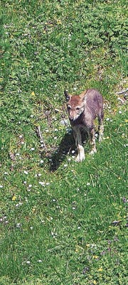 Rares Bild eines Welpen der Calanda-Wolfsfamilie. (Bilder: Peter A. Dettling)