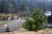 Beim ersten Anlauf realisierten die Ferkel ihr Glück nicht, und galoppierten schnurstracks zum Futtertrog. (Bild: PD)