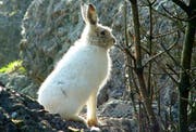 Ein Schneehase im Tier- und Naturpark Goldau. (Bild pd)