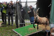 Ein Walliser Bock bei der Freilassung im April 2011 auf der Fräkmüntegg. (Bild: Boris Bürgisser / Neue LZ (Archiv))