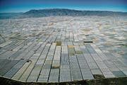 Das «Treibhaus Europas» erstreckt sich in Südspanien auf einer Fläche von 30 000 Hektaren – ohne künstliche Bewässerung würde hier nichts wachsen. (Bild: Yann Arthus-Bertrand / Getty)