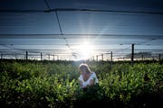 Erholsamer Knochenjob: Seit bald 20 Jahren pflückt Ludwika Amrein Heidelbeeren für die Familie Koch. Das Netz dient als Schutz vor den Vögeln. (Bild: Pius Amrein / Neue LZ)
