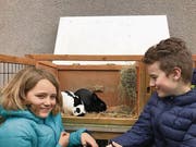 Begabt: Die Hasen von Alena und Laurin Frey