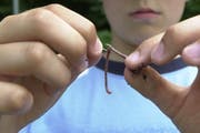Der Wurm darf nicht nur an den Haken, sondern auch an den Widerhaken gehängt werden. (Bild: Archiv Neue LZ)