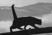 Heute ist Weltkatzentag (Bild: Leserbild Arnold Odermatt)